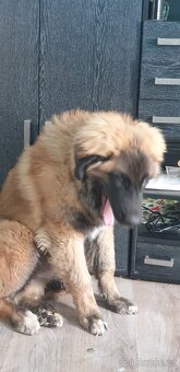 Leonberger - 3