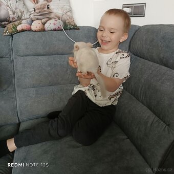 Prodej mláďata činčil - samec a samička - 3