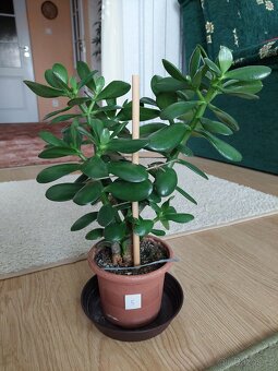 Tlustice vejčitá (Crassula ovata) - výška 36 - 46cm - 3