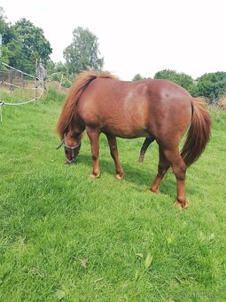 Minipony s PP - 3