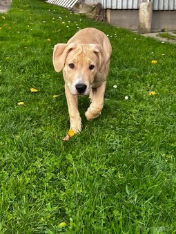 Americký staford - 3