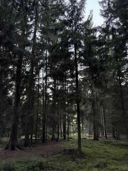 Prodám lesní pozemek v k.ú. Ločenice, p.č. 810 - 3