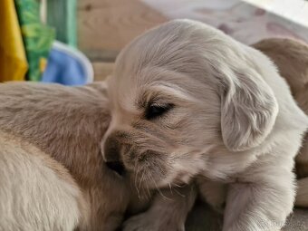 Štěňata zlatý retriever, retrívr - 3
