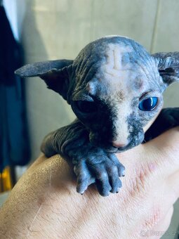 Sphynx - 3