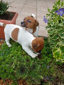 Jack Russel terier - 3