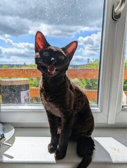 Prodám kocourka Devon Rex - 3
