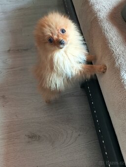 Pomeranian mini Boo - 3