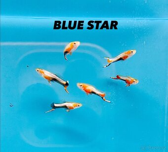 Živorodky endlerky - 3