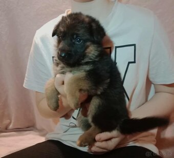 Německý ovčák - štěňátka s PP - 3