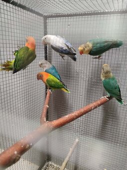 Agapornis ficheri - 3