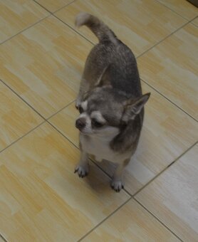 Čivava s pp FCI - chovný pejsek - 3