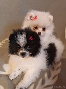 Pomeranian s PP - 3