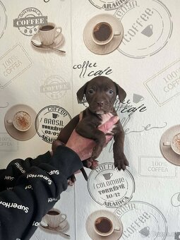 Stafordšírský Bulterier - 3