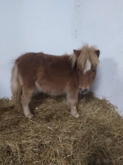 Prodám klisnu shetland pony - 3