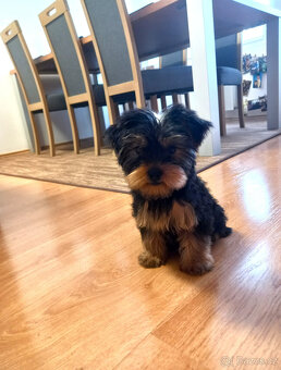 Jorkšírský teriér , Yorkshire terier - 3