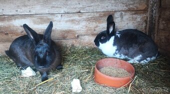 Samice králíků - 3