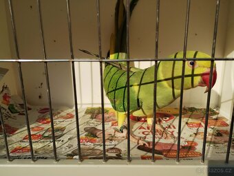 Alexandr malý HO - 3