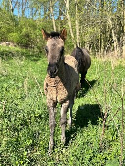 Grullo klisna American Quarter Horse v typu bull - 3