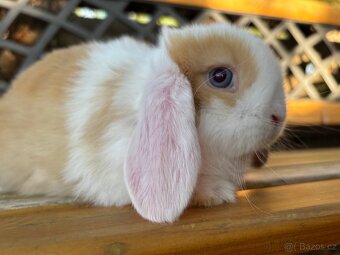 Mini lop beránek - sameček - 3