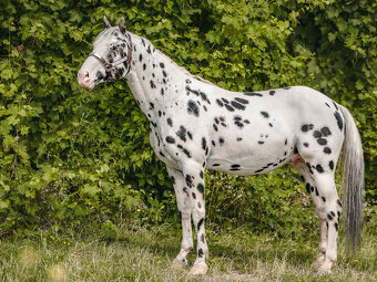 Apploosa hřebec Black Leopard -připouštění - 3