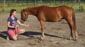 Pony hřebeček - 3