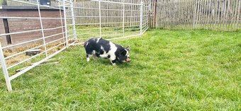 Kune kune - 3