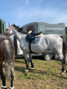 Prodej koňských potřeb pro koně LADY B a RULANDO P - 3
