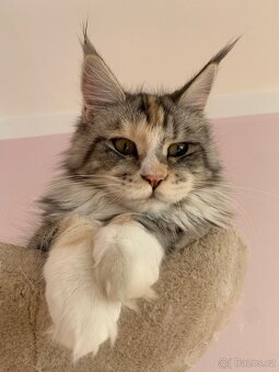 Mainská mývalí kocka - 3