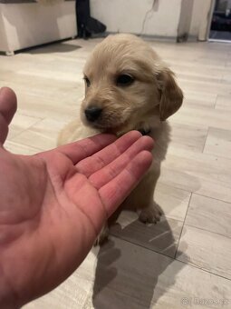 Zlatý retrívr štěňátka 🐶 - 3