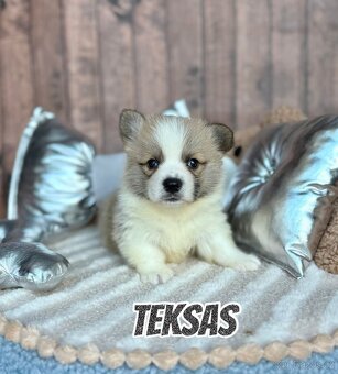 Welsh Corgi Pembroke - 3