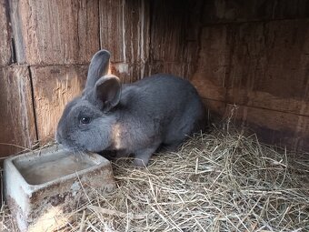 Holíčský modrý - 3