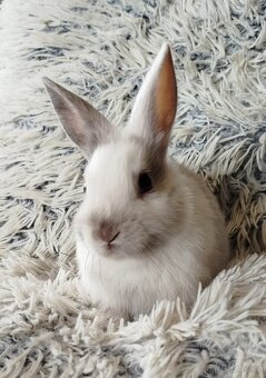 Zakrslý králík - 3