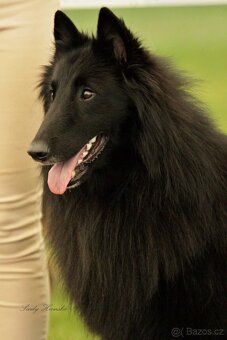 Belgický ovčák Groenendael s PP - 3