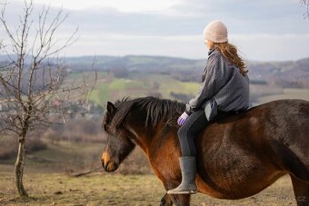 Huculská klisna, hucul, Tobiano, pony, malý kůň - 3
