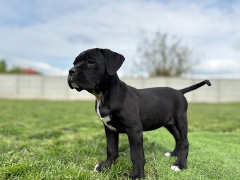 Cane corso s PP - 3