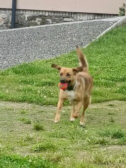 Kříženka deisy 3 roky - 3