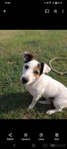 Jack Russell teriér ke krytí (bez PP) - 3