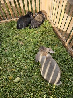 Francouzský beran - 3