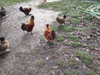 Kohouti hedvábnicky - 3