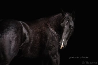 černá paint horse klisna - 3