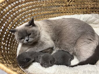 Britská koťata - 3