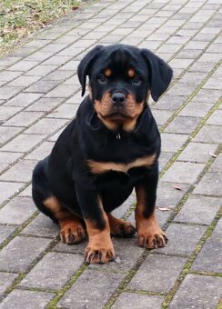Šteniatka Rottweilera, Rottweiler, Rotvajler - 3