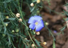 Len setý-Linum usitatissimum 2000 semen 50 Kč - 3