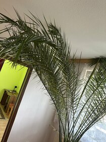 Velká palma - 3