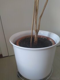 pokojová rostlina Dracaena/Dračinec bicolor - 3