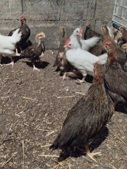 Leghorn,Vlaška koroptví a Australka velká - 3