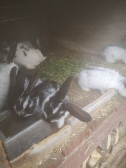 Králíky stáří 2 měsíce na vykrmení nebo chov - 3