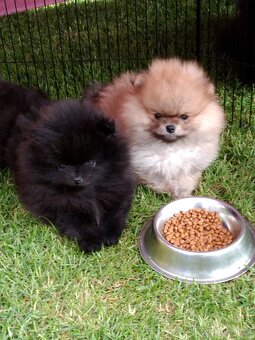Pomeranian - 3
