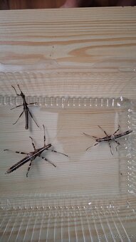 Prodám strašilky a tropické stínky (Isopody) - 3