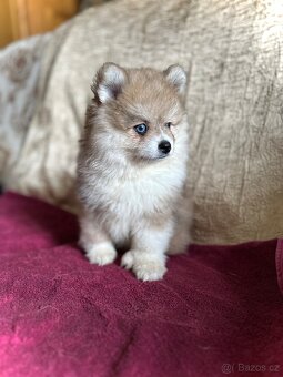 Pomeranian s PP - dva chlapečci v luxusní barvě - rarita - 3